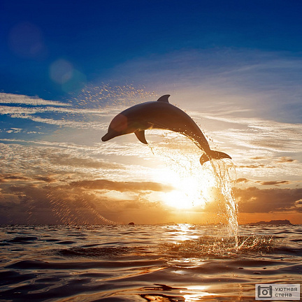 Прыгающий дельфин на закате