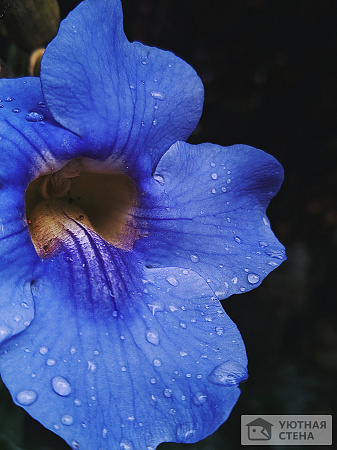Ярко-синий цветок