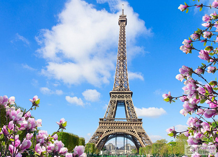 Фотообои Эйфелева башня и цветущие магнолии