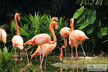 Фламинго обыкновенные среди листьев