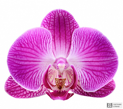 Крупный цветок красивой орхидеи