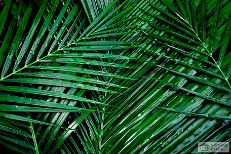 Пальмовые ветви с каплями дождя