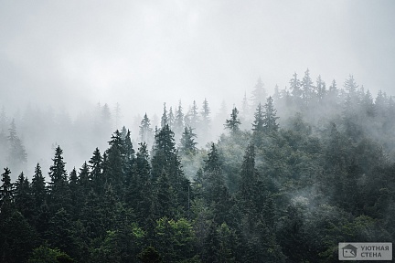 Туманные дали хвойного леса