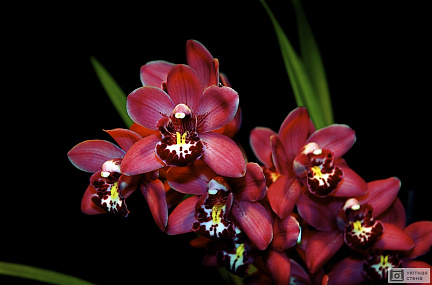 Бордовые орхидеи на черном фоне