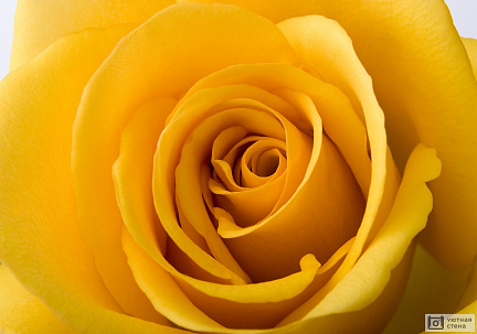 Бутон желтой розы крупным планом
