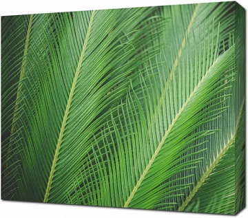 Листья зеленой пальмы