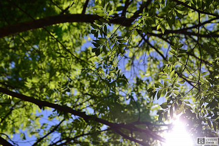 Свежий воздух в листьях