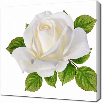 Красивый бутон белой розы крупным планом