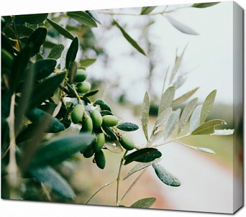 Сад с оливками