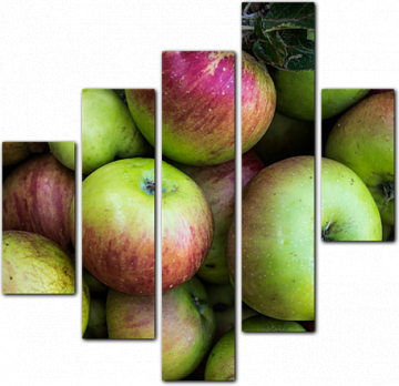 Садовые яблоки