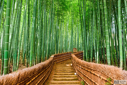 Бамбуковый лес парка Киото. Япония