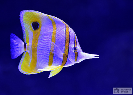 Фиолетово-желтая рыбка