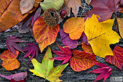 Абстрактный фон из осенних листьев