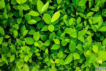Ярко зеленые листья