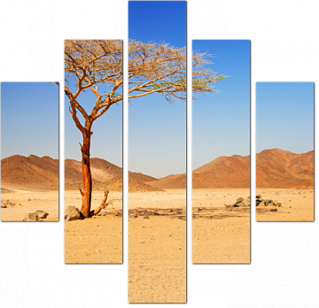 Одинокое дерево в пустыне Египта