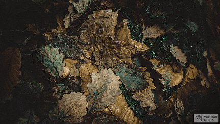 Упавшие осенние листья