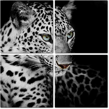 Стоковые фотографии по запросу Белый леопард