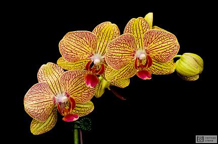 Оранжево-красная орхидея Фаленопсис