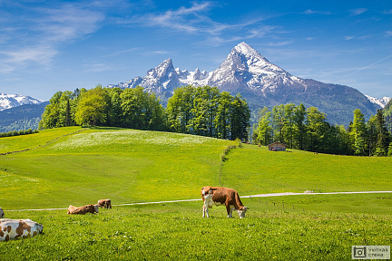 Коровы на горных пастбищах