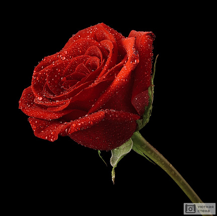 Красная роза в капельках росы на черном фоне