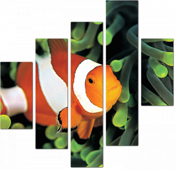 Оранжевая рыбка Клоун в красивых водорослях