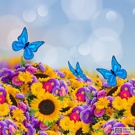 Бабочки на цветах
