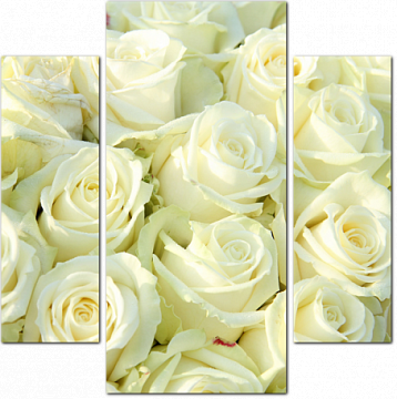 Белые розы крупным планом
