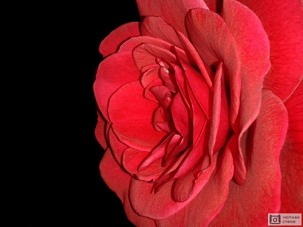 Красивый бутон красной розы на черном фоне