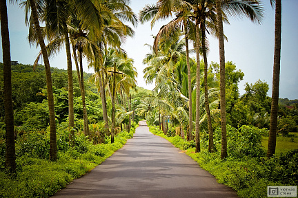 Дорога с пальмами. Гоа. Индия