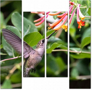 Колибри добывает нектар
