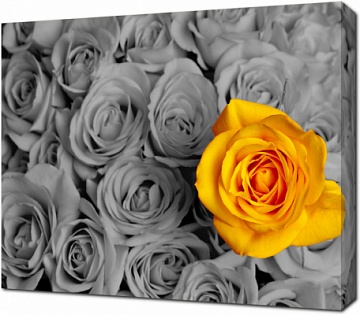 Выделенная желтая роза на черно-белом фоне