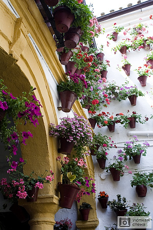 Дома с цветами на стенах