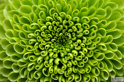 Зеленый тропический цветок крупным планом