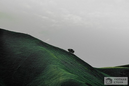 Одинокое дерево на холмах