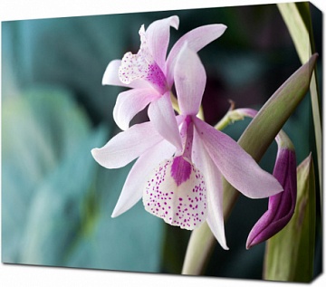 Орхидея гибрид