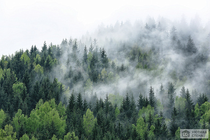 Легкий туман над лесом