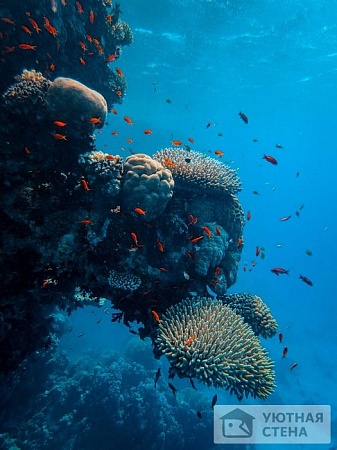Подводный мир океана