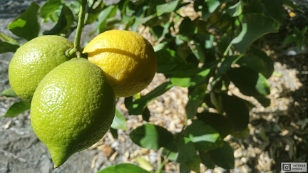 Созревающие лимоны