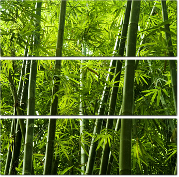 Ветер в бамбуковом лесу