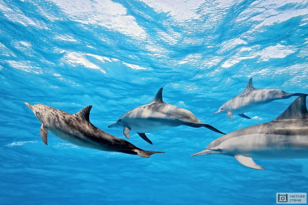 Стая дельфинов в воде