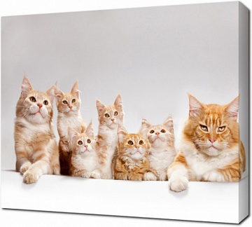 Семья рыжих кошек