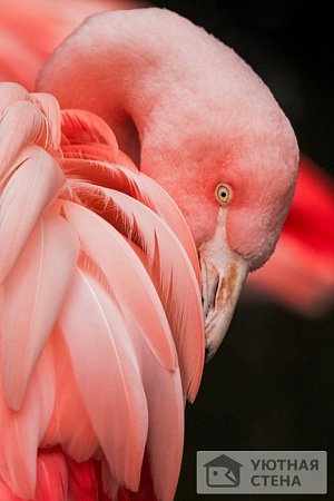 Розовый фламинго крупно