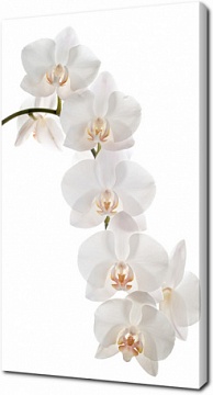 Белые цветы орхидеи