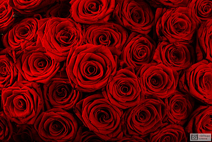 Фон из бутонов красных роз