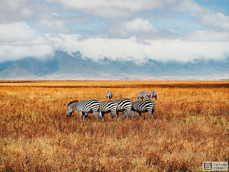 Зебры на фоне африканского пейзажа