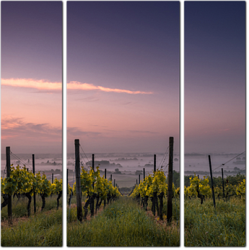 Виноградные поля на рассвете