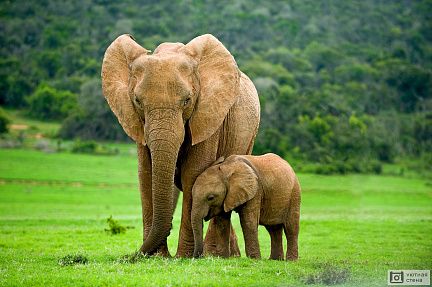 Слониха и слоник