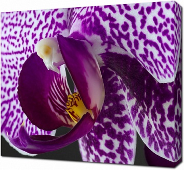 Макро орхидея
