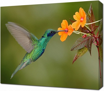 Колибри и цветочный нектар