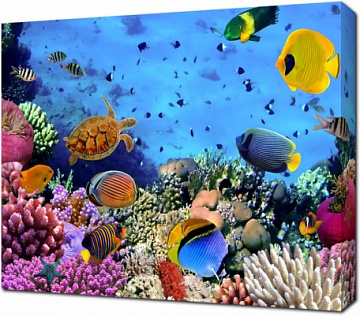 Коралловые колонии. Красное море. Египет